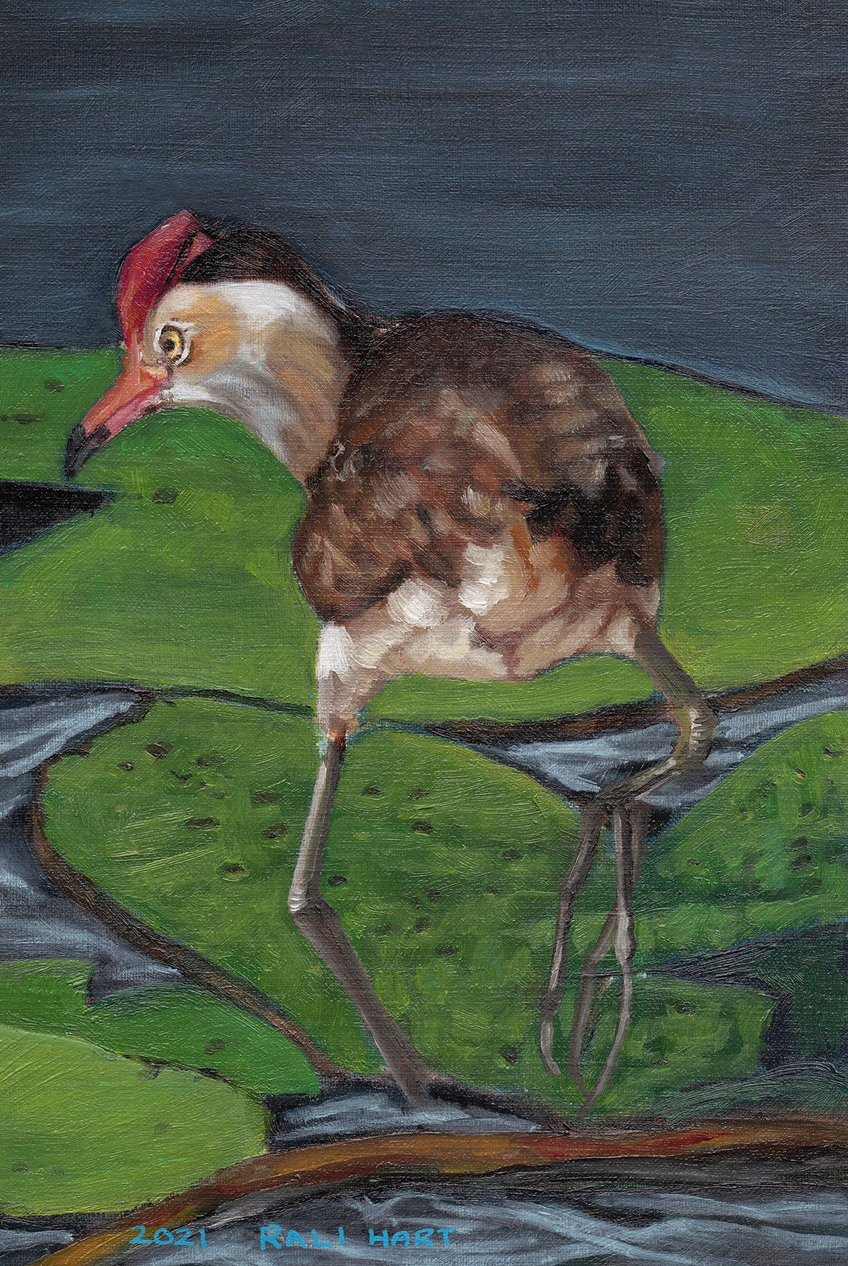Comb Crested Jacana