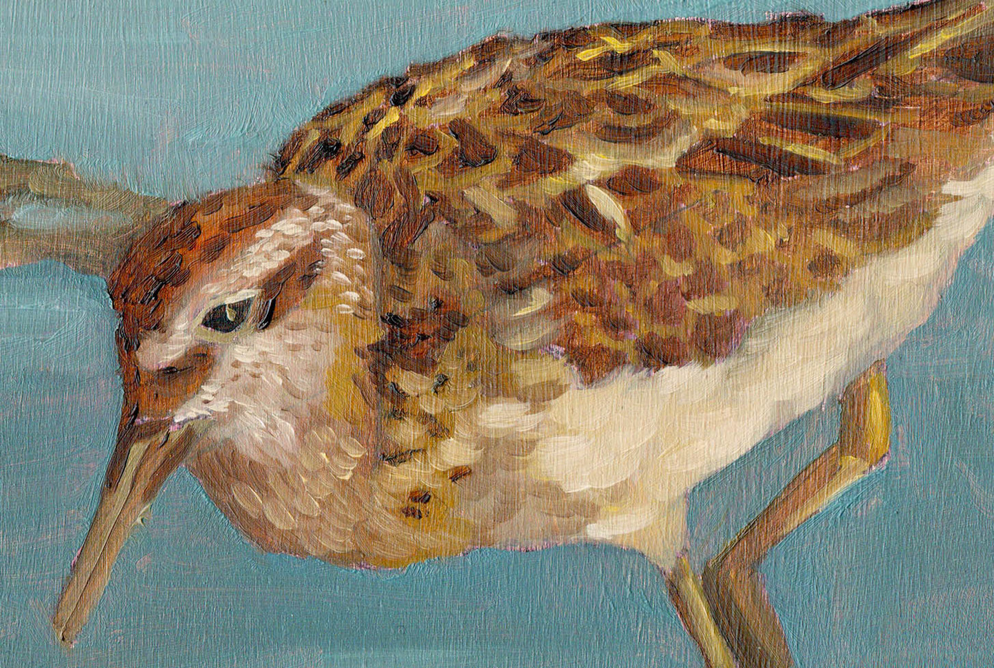 Great Knot on Cairns Esplanade