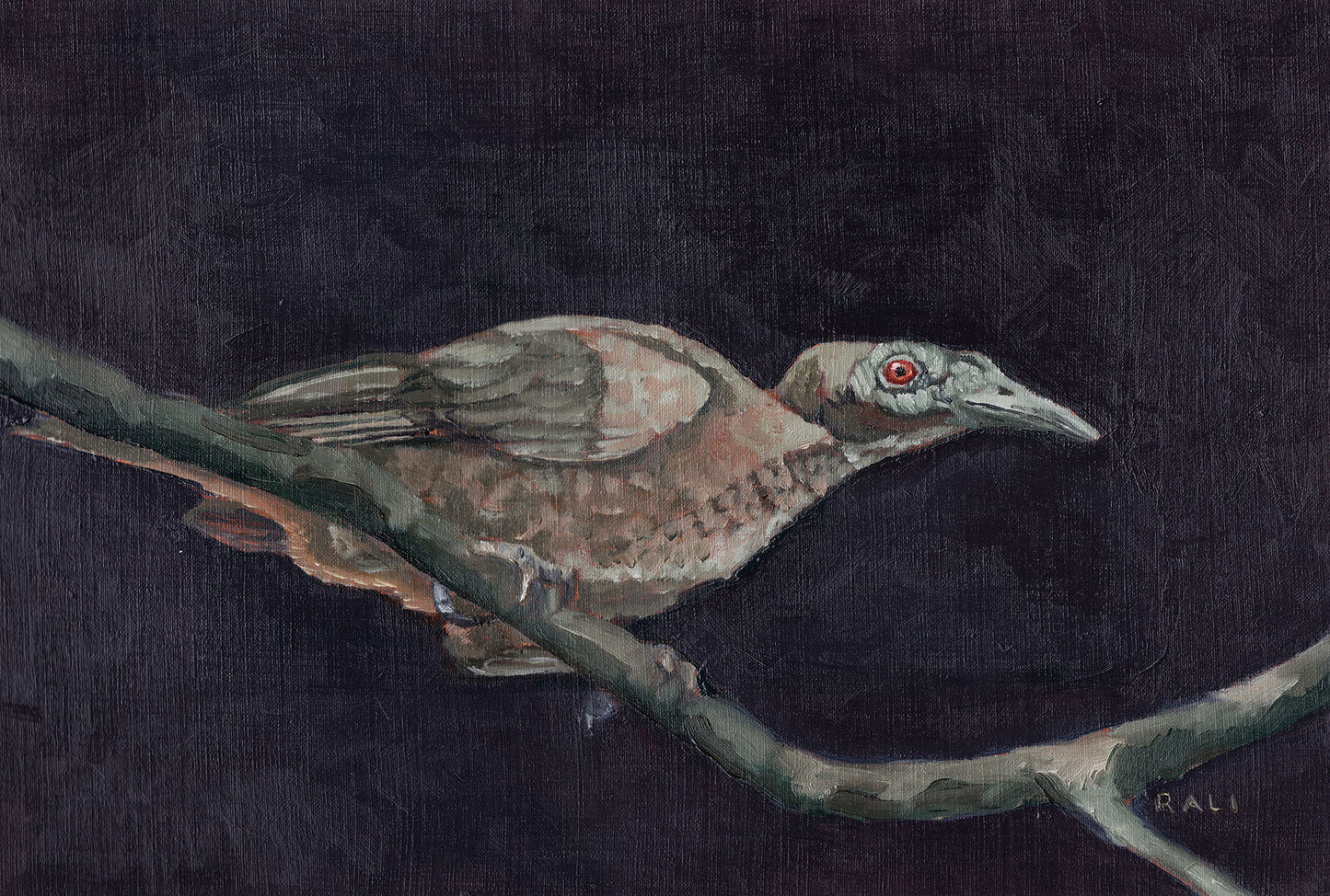 Juvenile Helmeted Friarbird