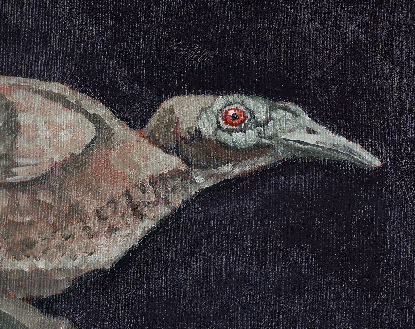Juvenile Helmeted Friarbird