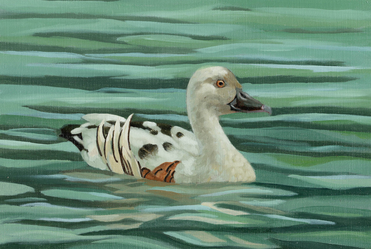 Plumbed Whistling Duck - Leucistic
