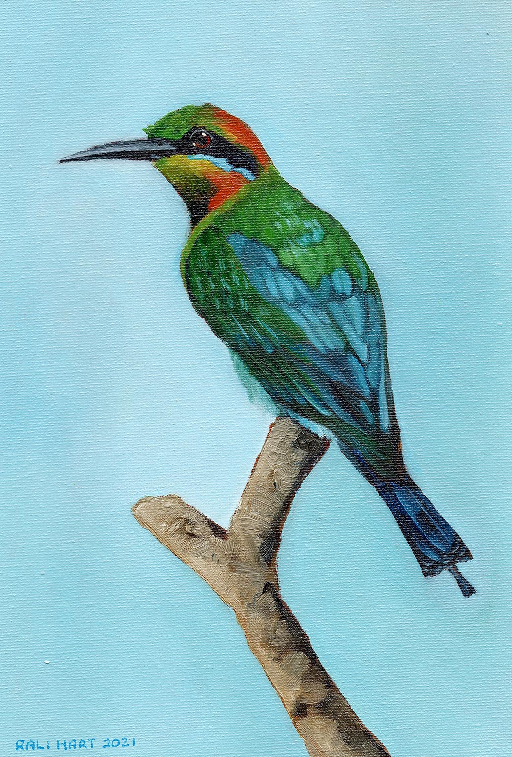 Rainbow Bee Eater