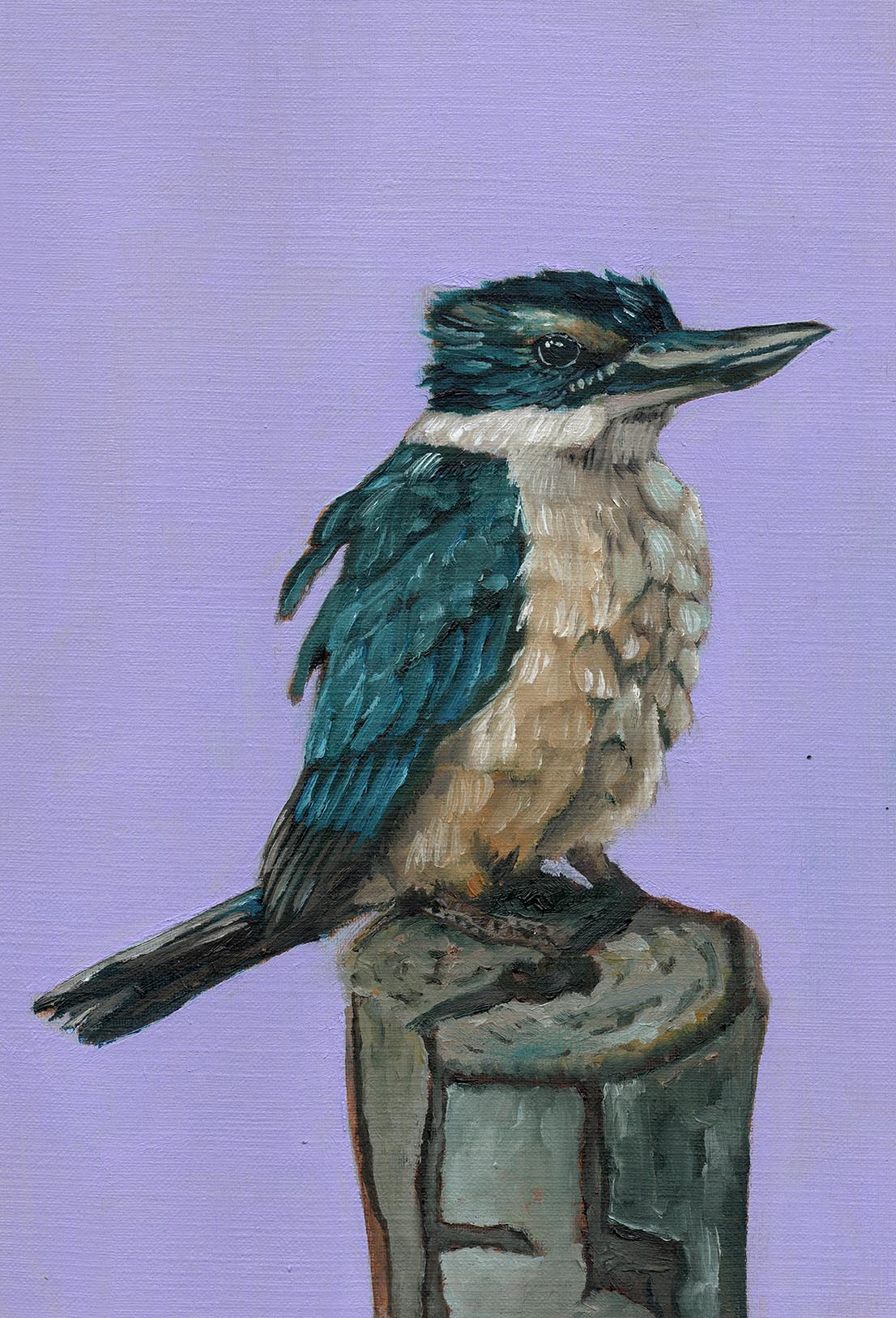Sacred Kingfisher