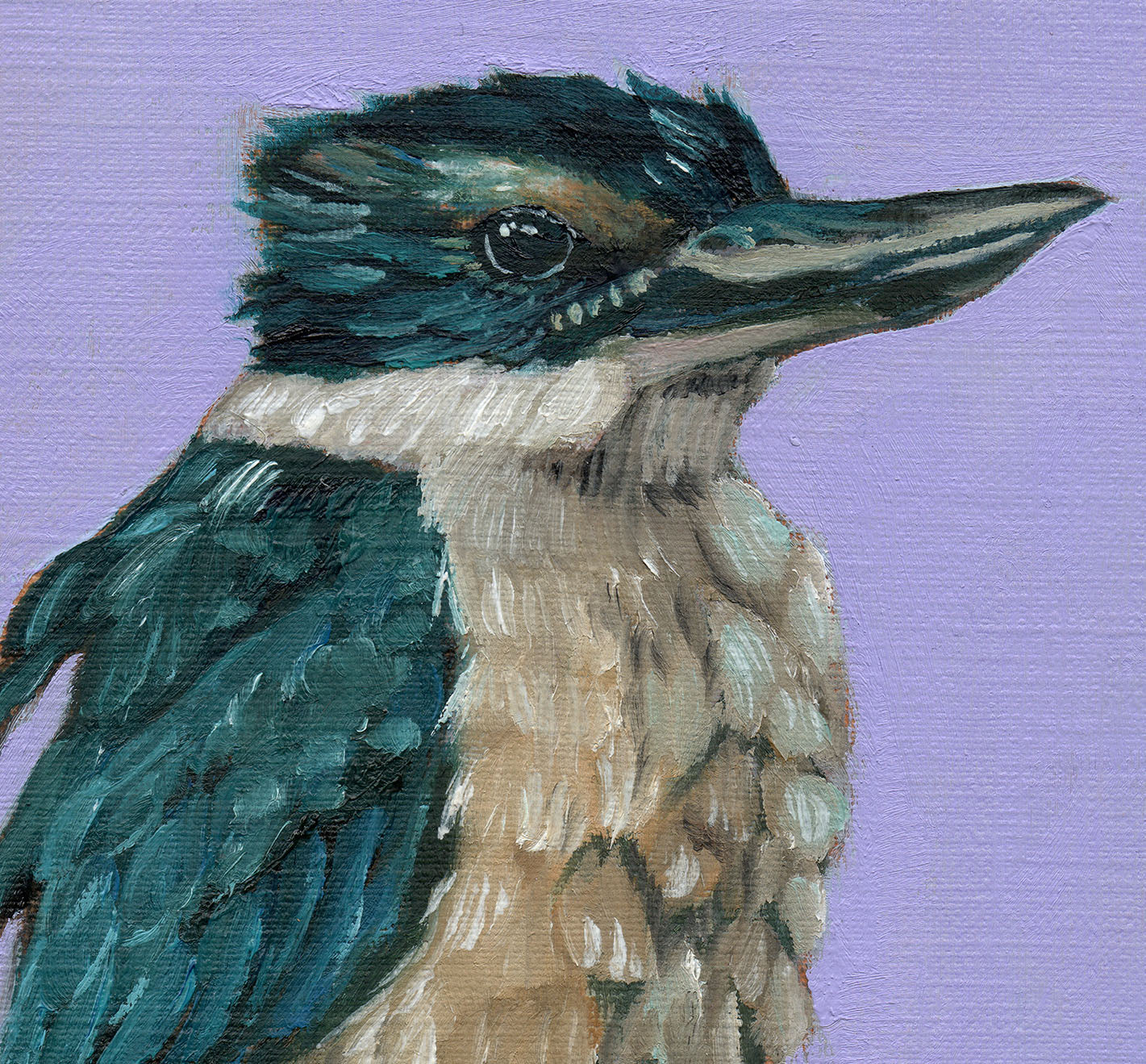 Sacred Kingfisher