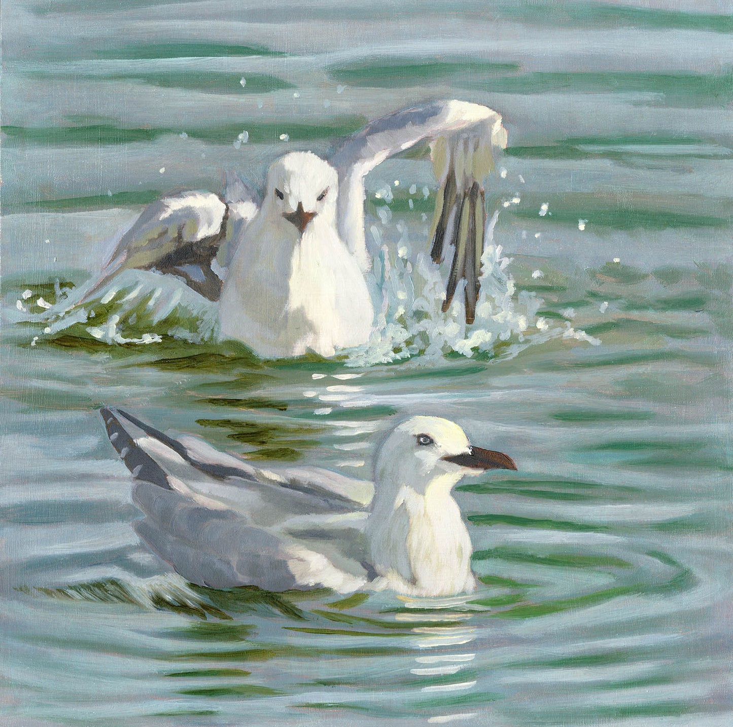 Silver Gulls bathing on Cairns Esplanade